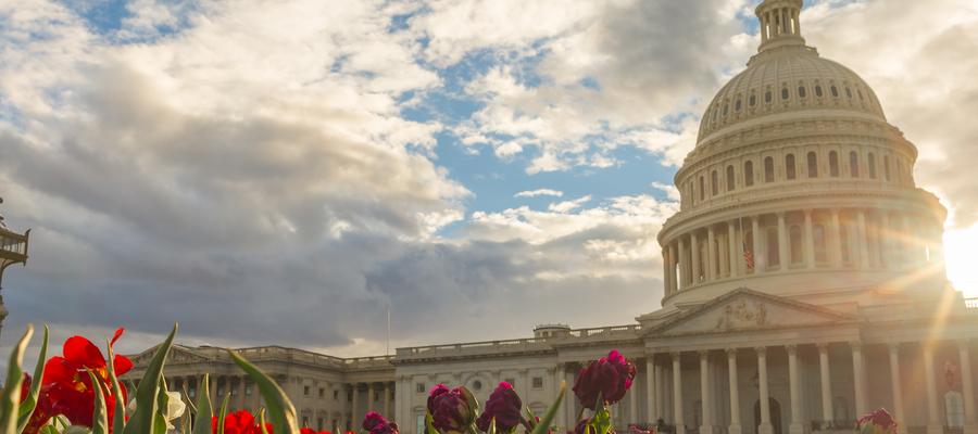US Capitol in spring with flowers in foreground