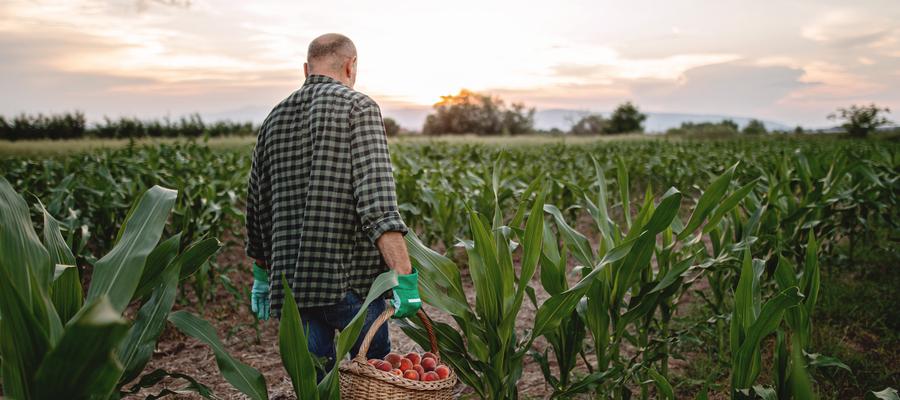 A white man walks through a cornfield with a basket of apples